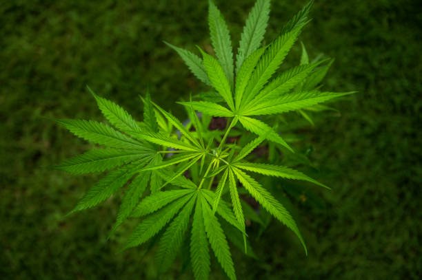 Top 10 Tips for Growing Cannabis for 2024