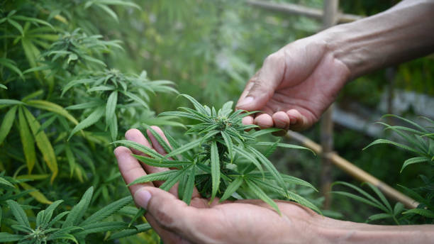 Cannabis Legalization Boosts Local Business