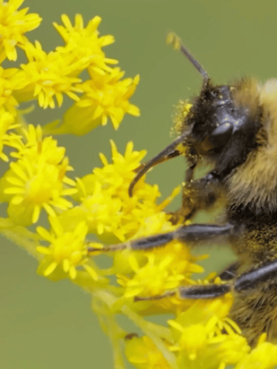 Is Delta 9 Honey Legal?