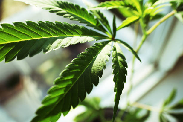 Weed Drinks Are Everywhere in Minnesota. Other States Are Now Embracing Them
