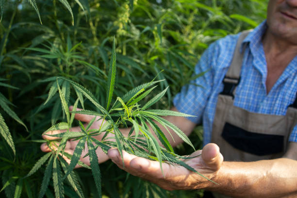 Cannabis Sales in Minnesota Are Likely to Start Later Than Expected. How Much Later Isn’t Clear