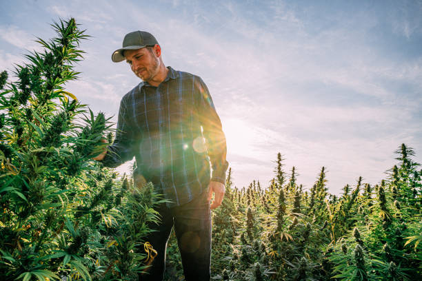 Is Cannabis Legal in Minnesota?