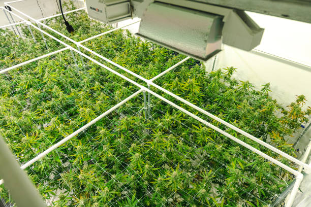 Twin Cities News Doobie Dabbler Celebrates All Things Cannabis in Minnesota