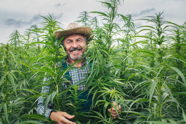 Black market marijuana tied to Chinese criminal networks infiltrates Maine