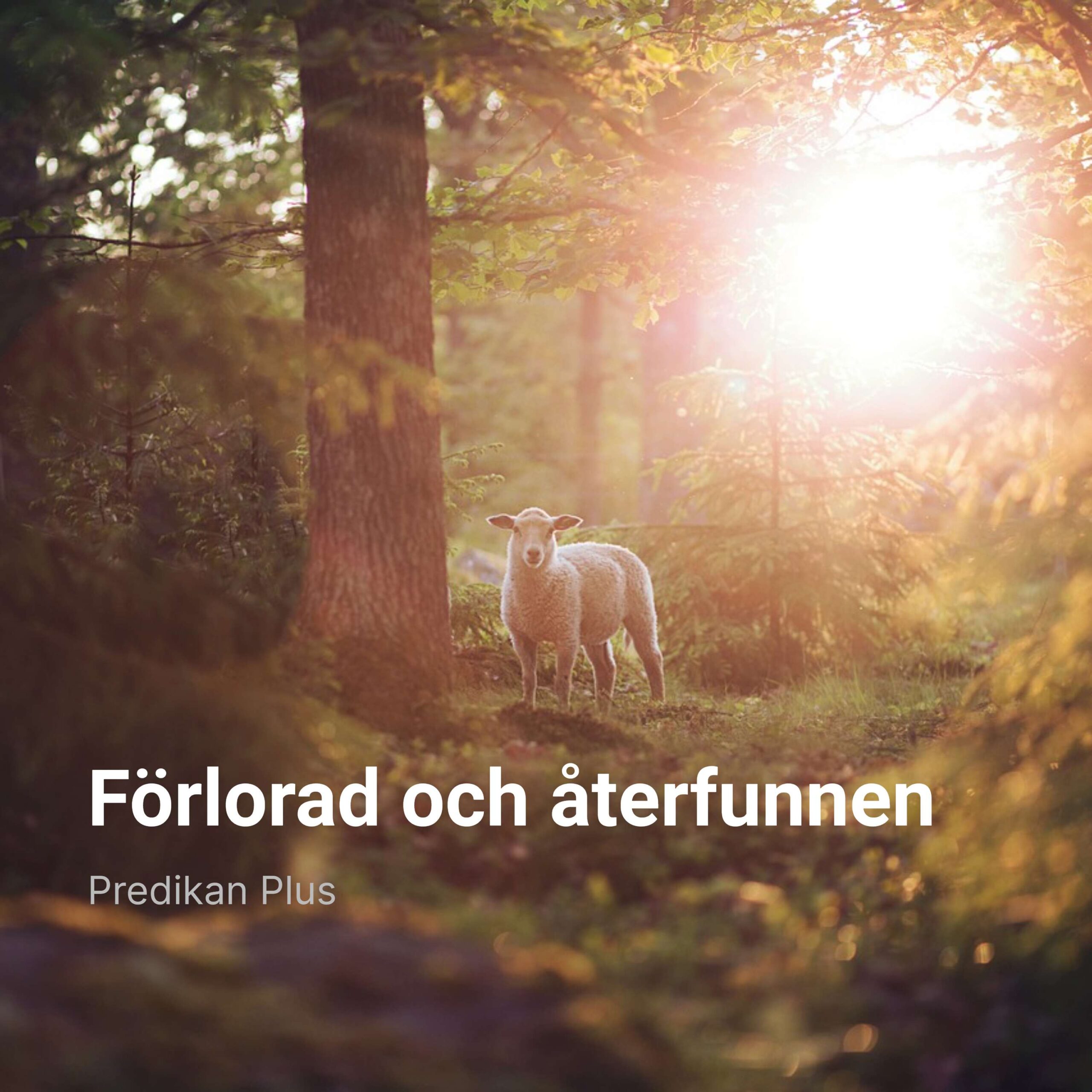 Förlorad och återfunnen