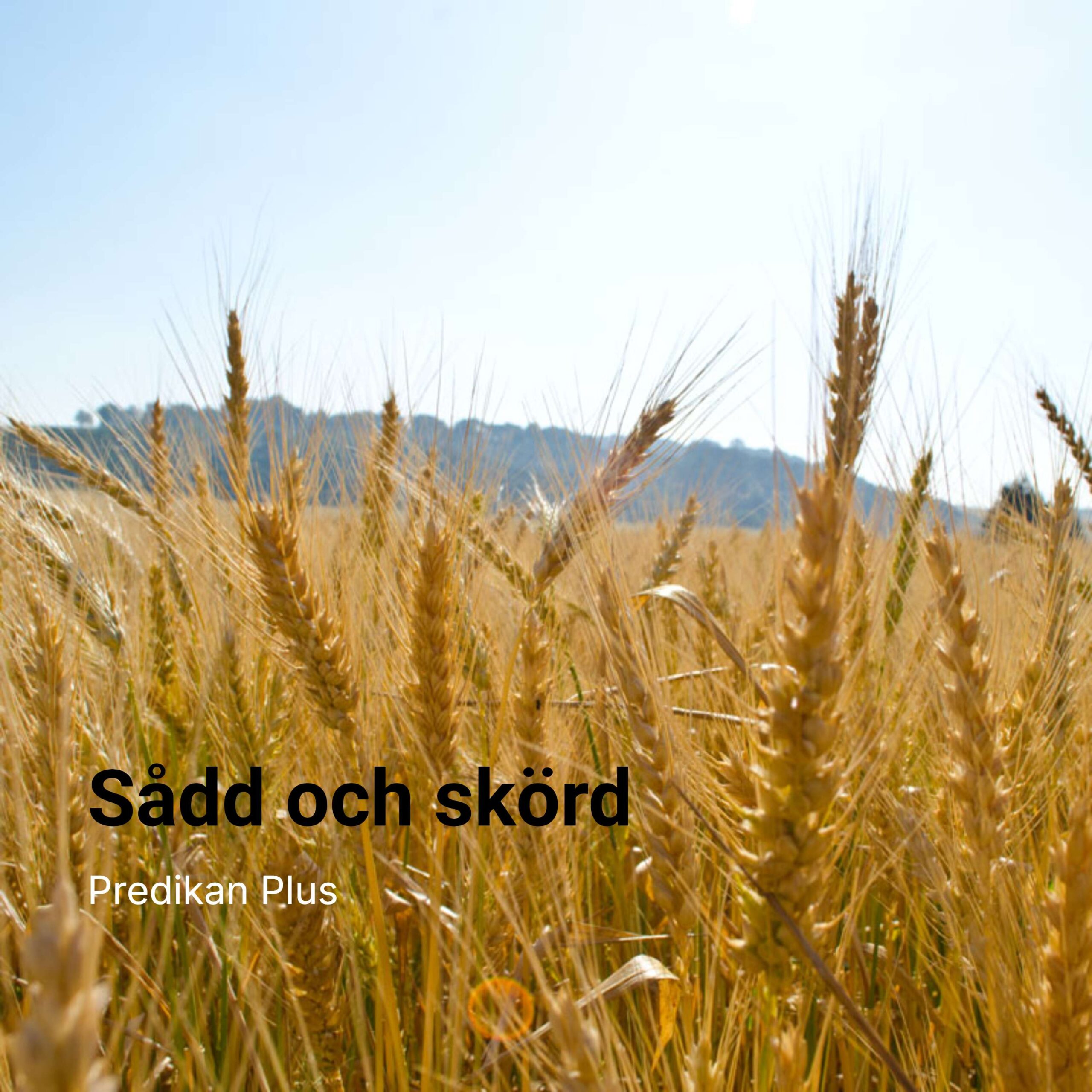 Sådd och skörd