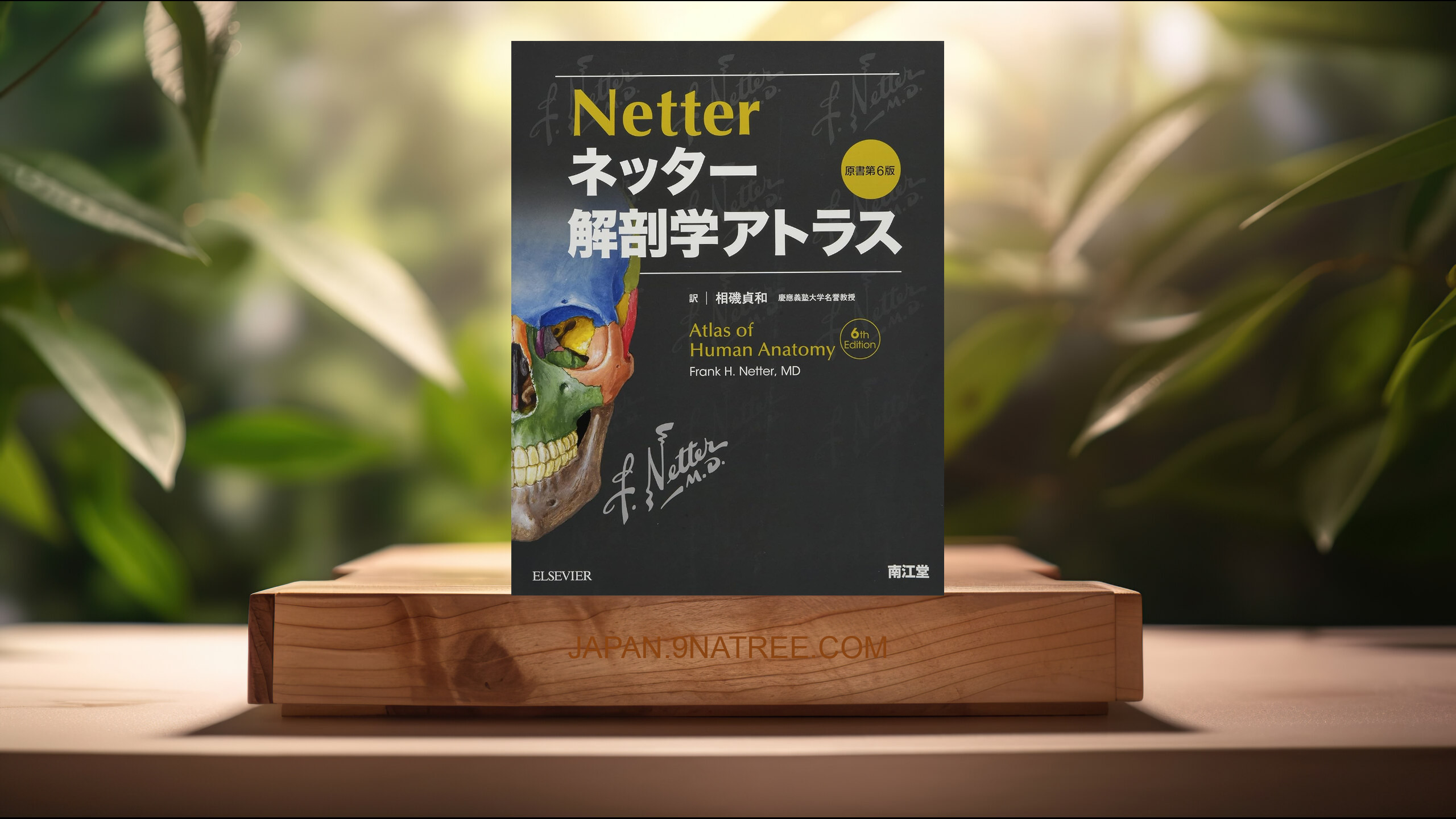 [レビュー] ネッター解剖学アトラス原書第6版 (F.H.Netter) 要約した.