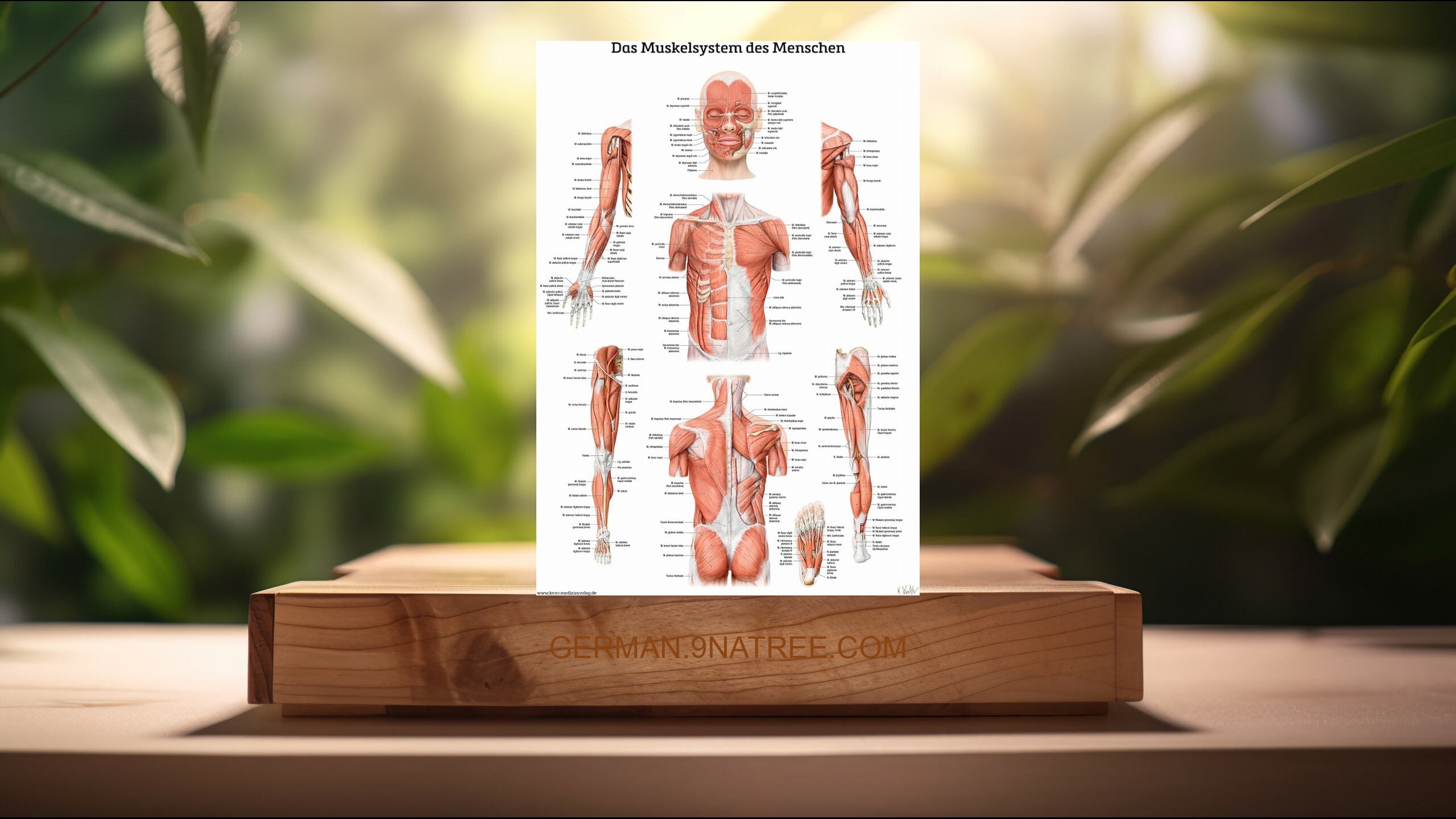 [Rezensiert] Das Muskelsystem des Menschen: Lernposter der menschlichen Anatomie (KVM Verlag) Zusammengefasst.