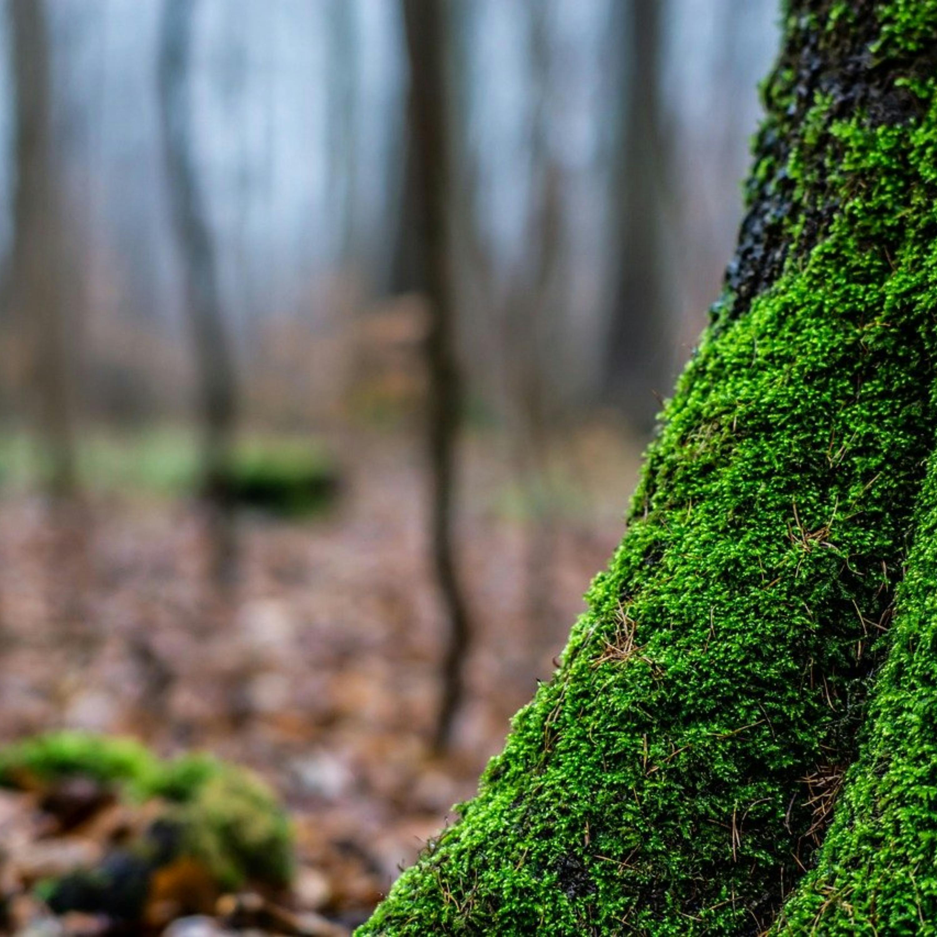 Escucha la MÚSICA y Siente el BOSQUE para un SUEÑO Garantizado