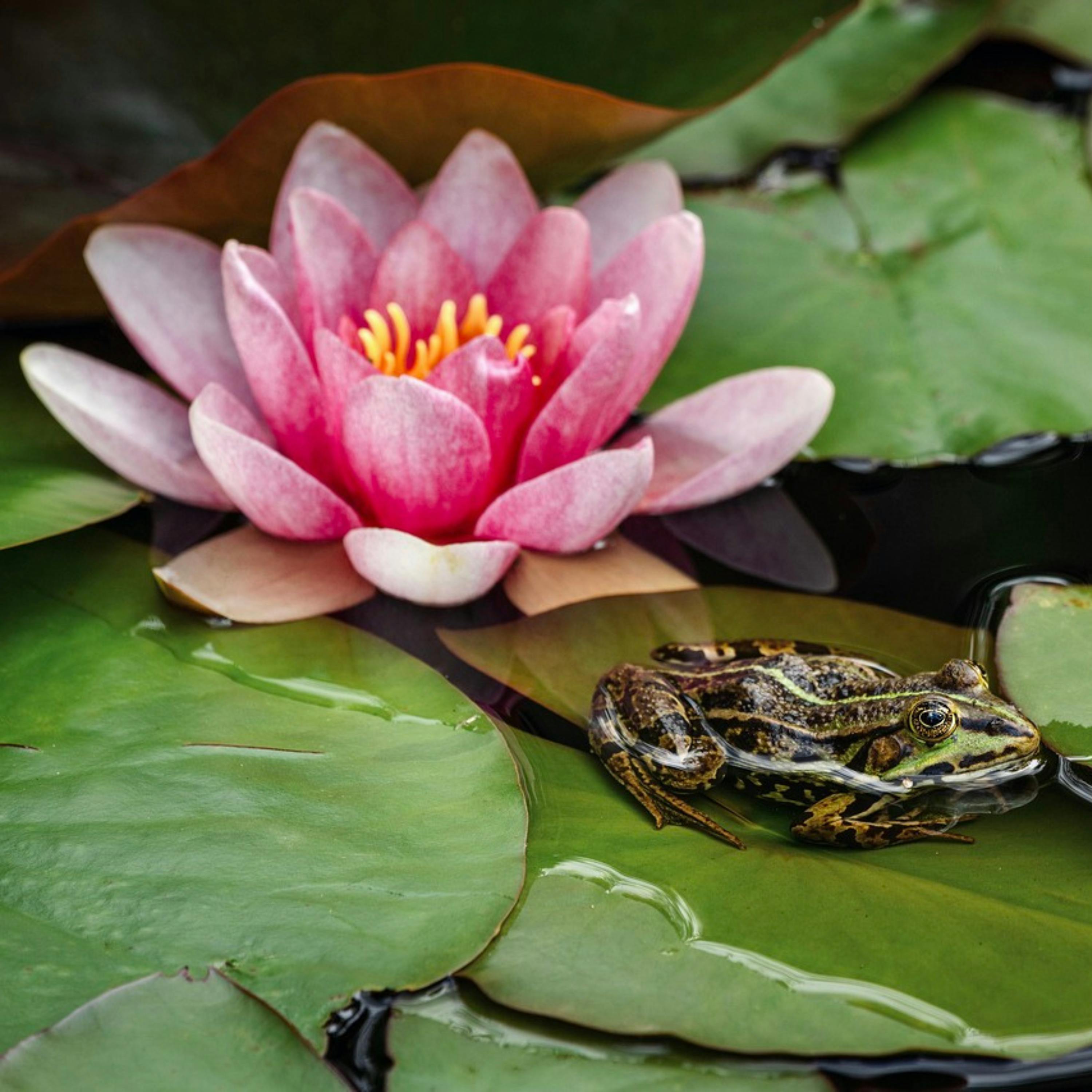  Le Chant Naturel des GRENOUILLES Allié à une MUSIQUE Relaxante pour une NUIT de SOMMEIL Sereine