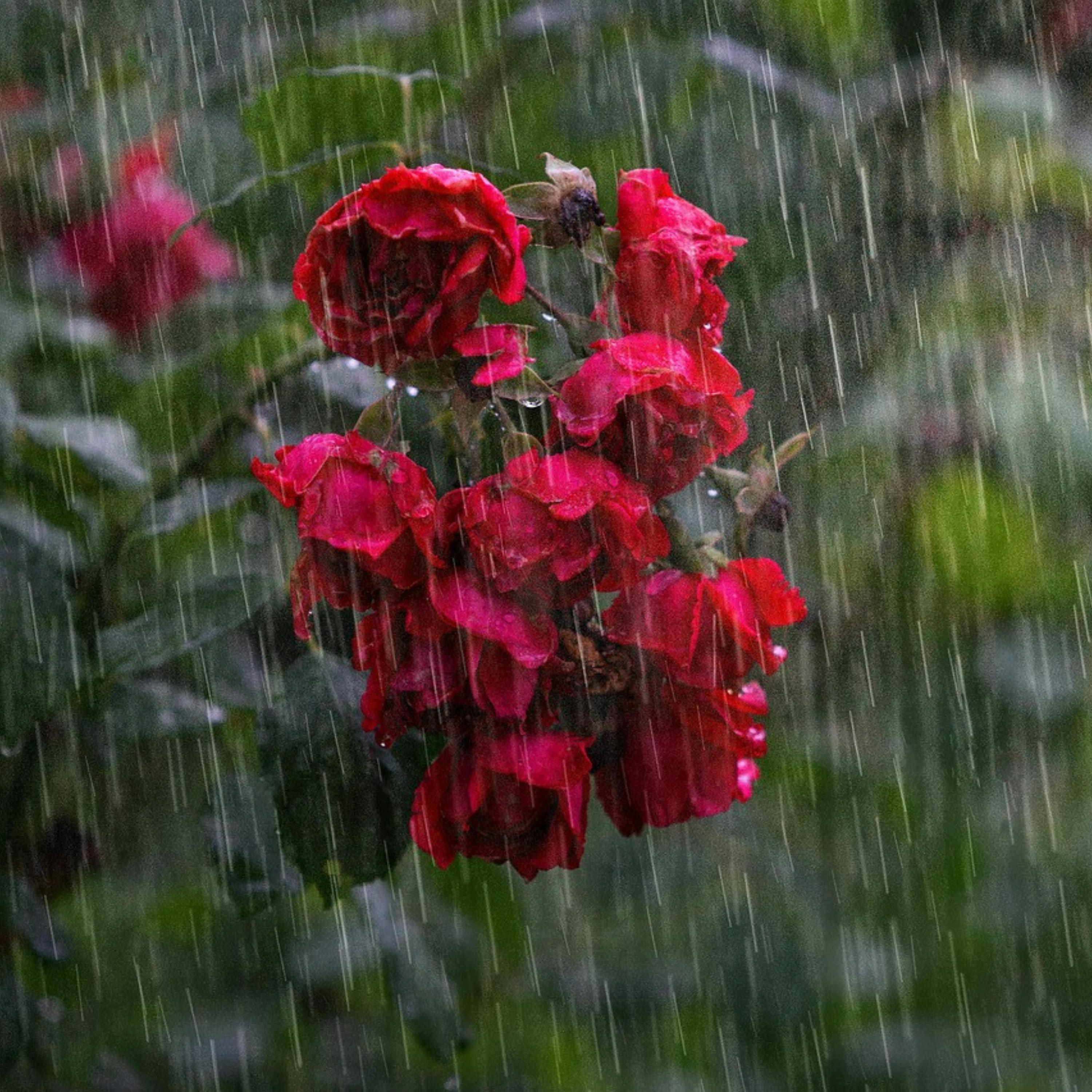 ️ S'ENDORMIR Facilement avec le Son de la PLUIE Intense et MELODIES Apaisantes