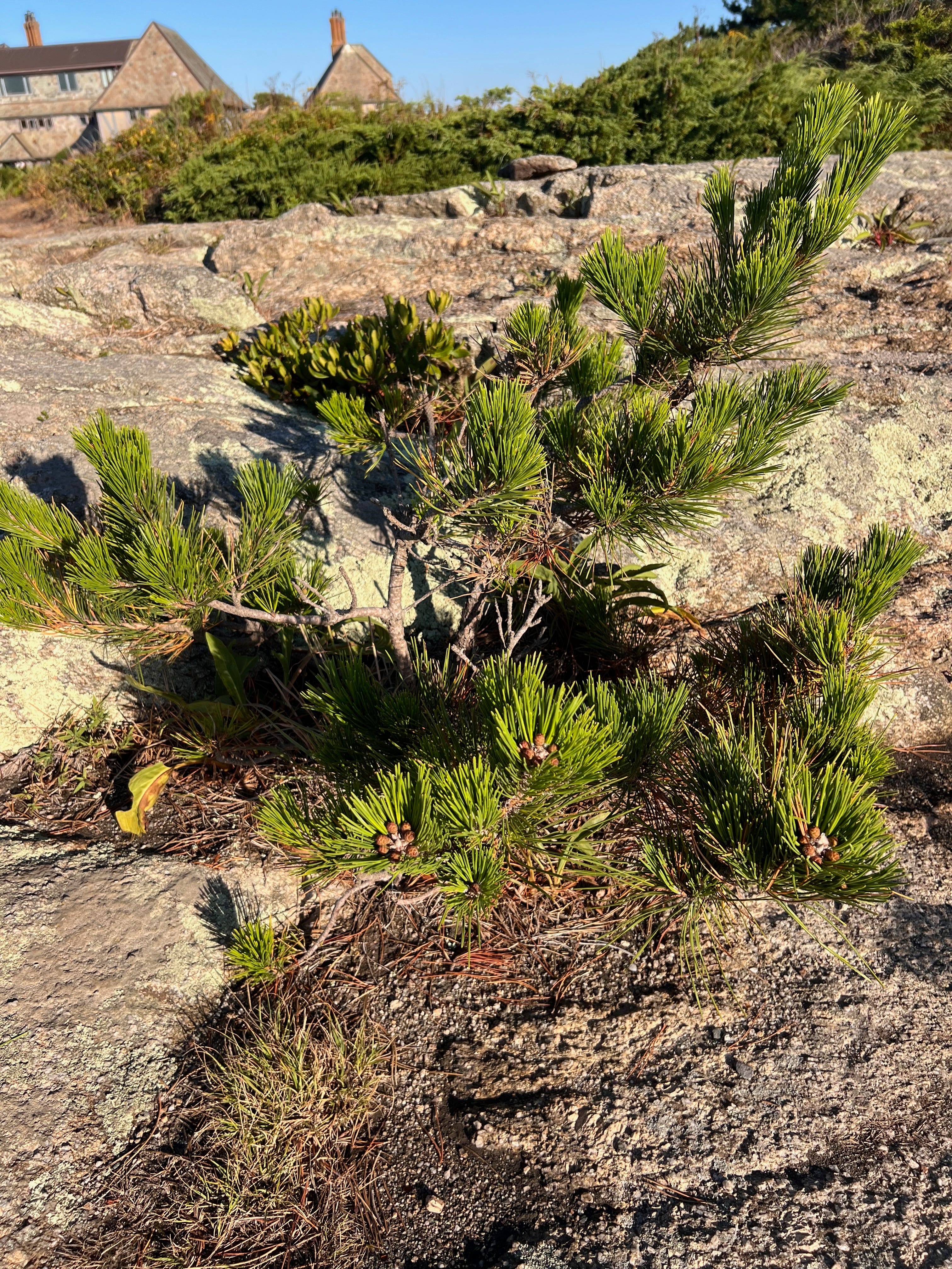 Blogcast: Antifragility as a privilege