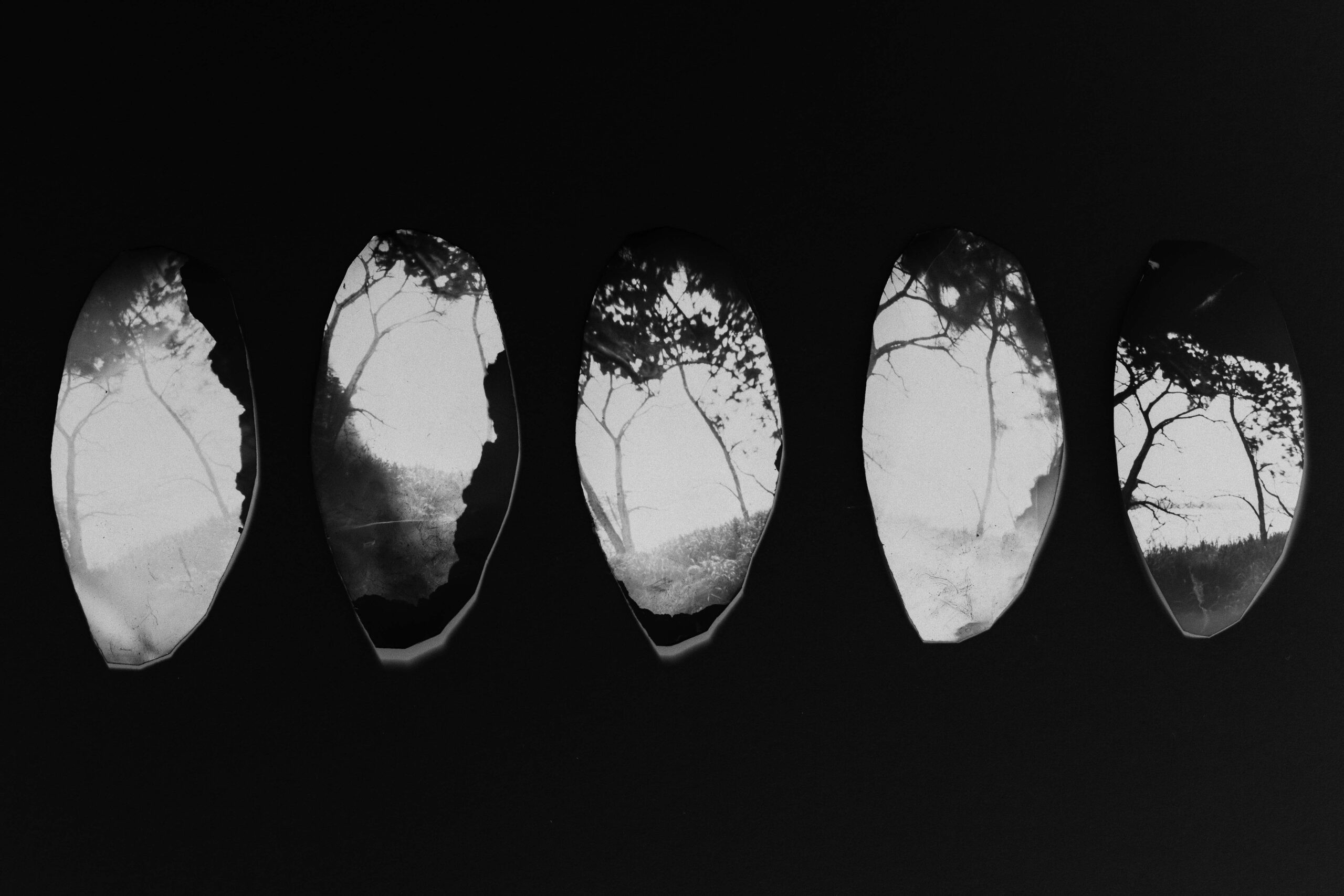 Foraging Episode 2.01. Gosie Vervloessem on A forest that answers back