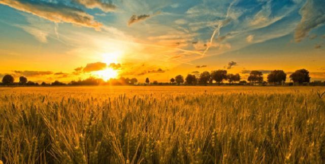 Las plantas en la Biblia (1ª parte)