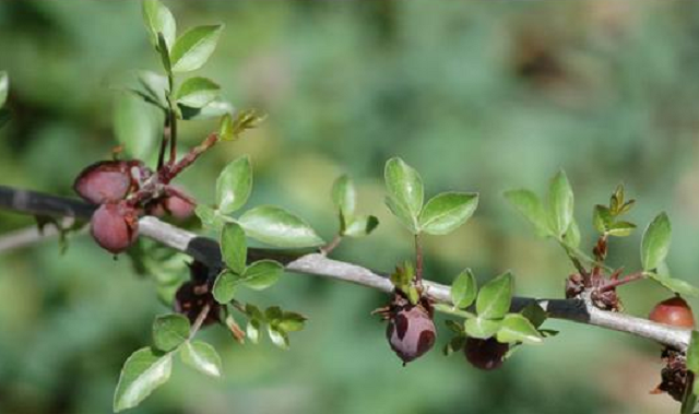 Las plantas de la Biblia (5ª parte): flores y sabores