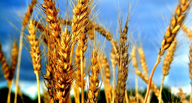 “El bachucho y Shavuot”. II parte