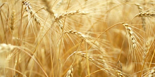 “El bachucho y Shavuot”. III parte