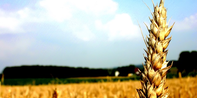 “El bachucho y Shavuot”. IV y última parte