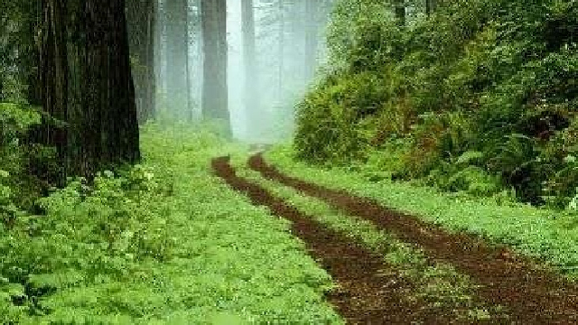 Un lugar en el bosque... y en el mundo, con Gustavo Efron