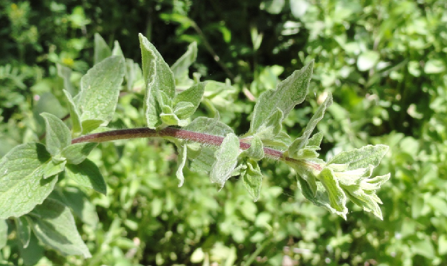 Las plantas de la Biblia (4ª parte): aromáticas, balsámicas y medicinales