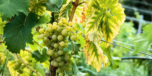 Macerados con verjus, "el vinagre judío"