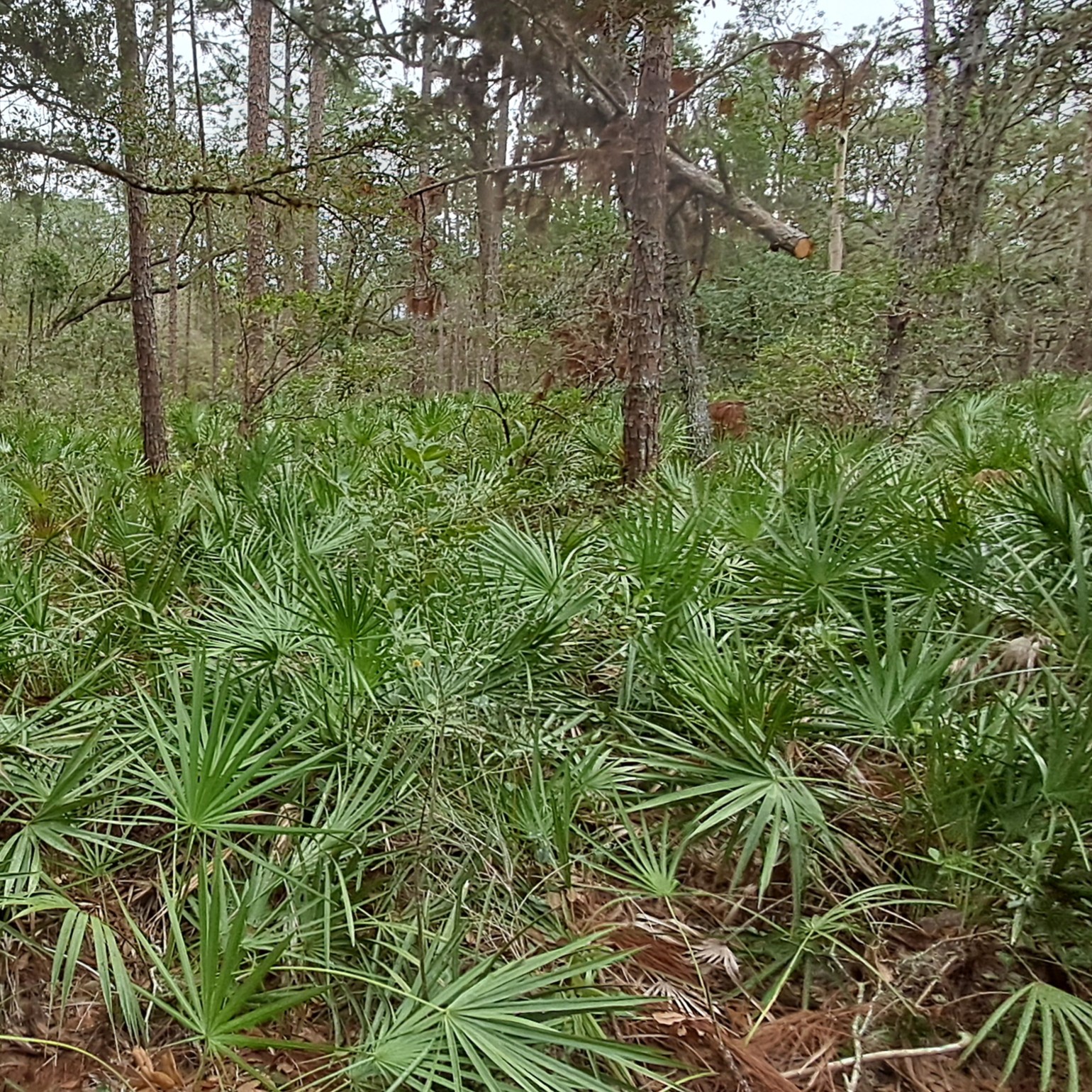 Short hike thru an upland habitat