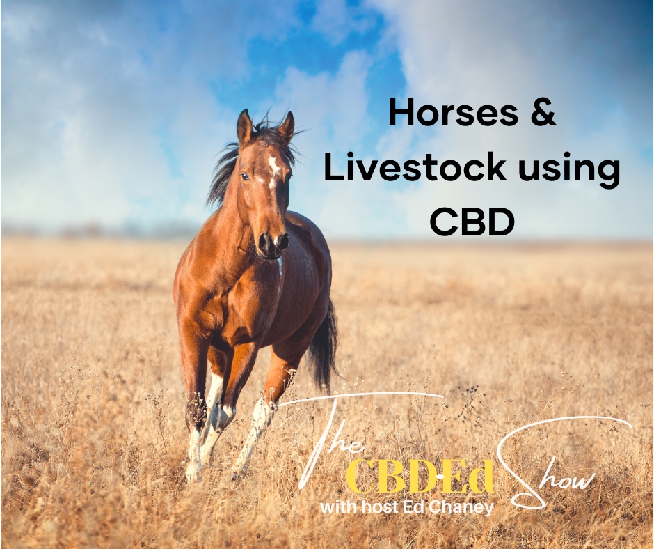 Horses &amp; Livestock using CBD