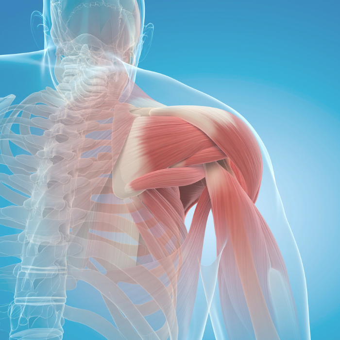 CBD for Muscle Relaxation and Recovery