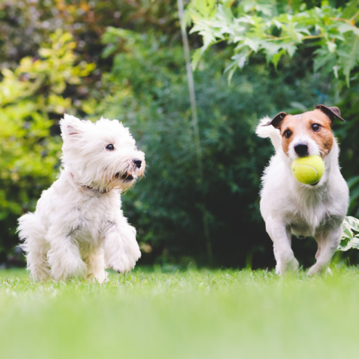 CBD & Pets: Health, Wellness, & Cancer