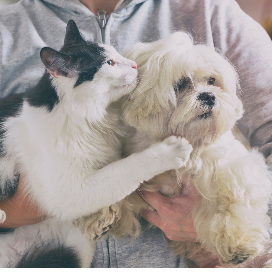 CBD Products for Pets