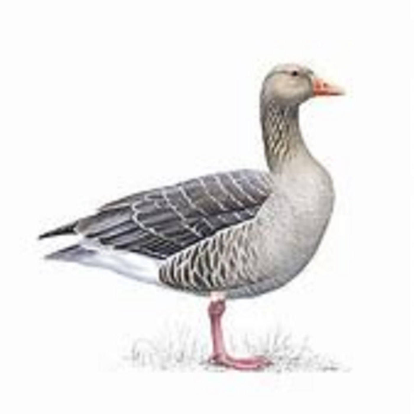 Grey Goose (Aust) ep043