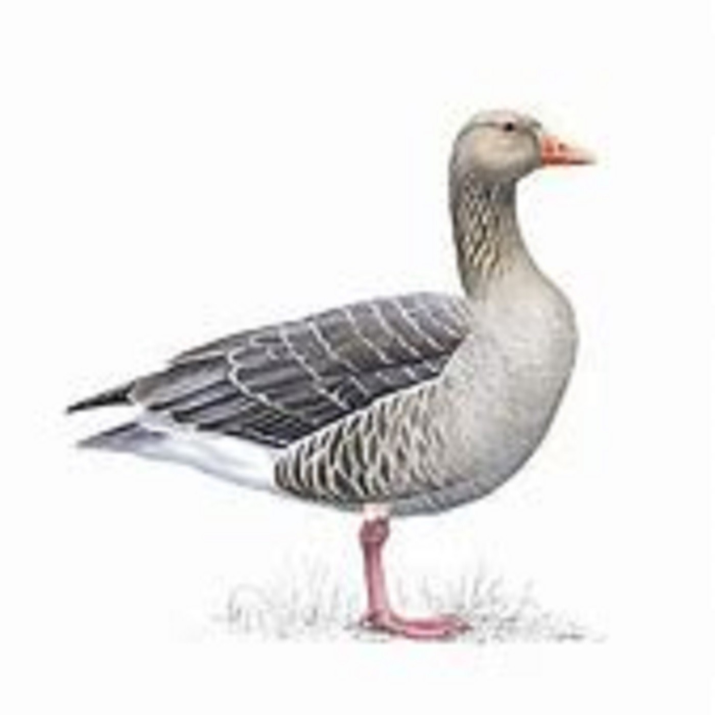 Grey Goose (Aust) ep040