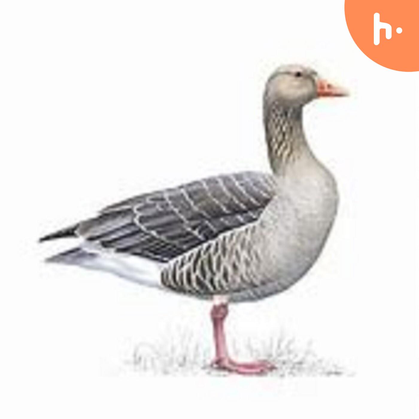 Grey Goose (Aust)