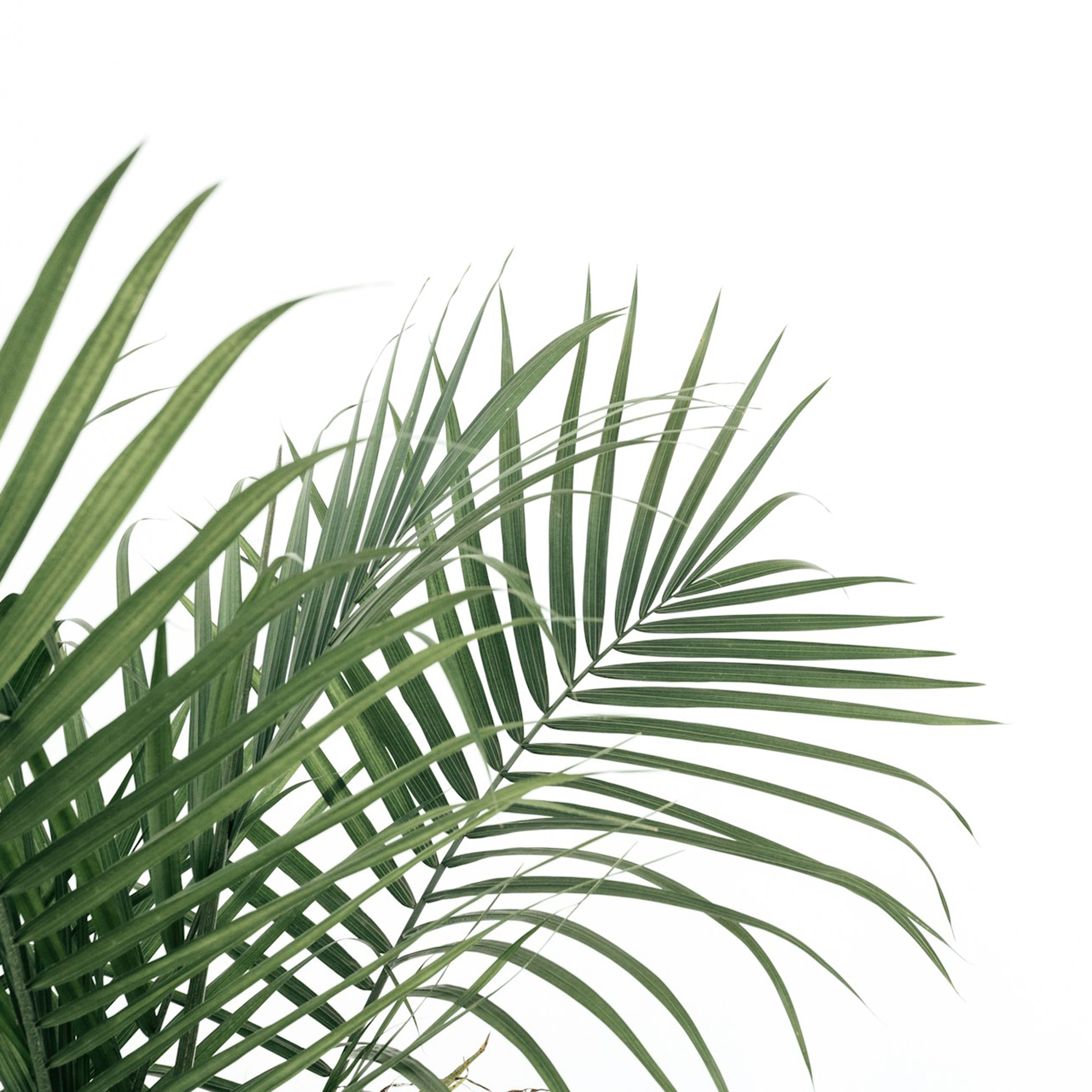 Palm Sunday - The Rev. Mary Erickson