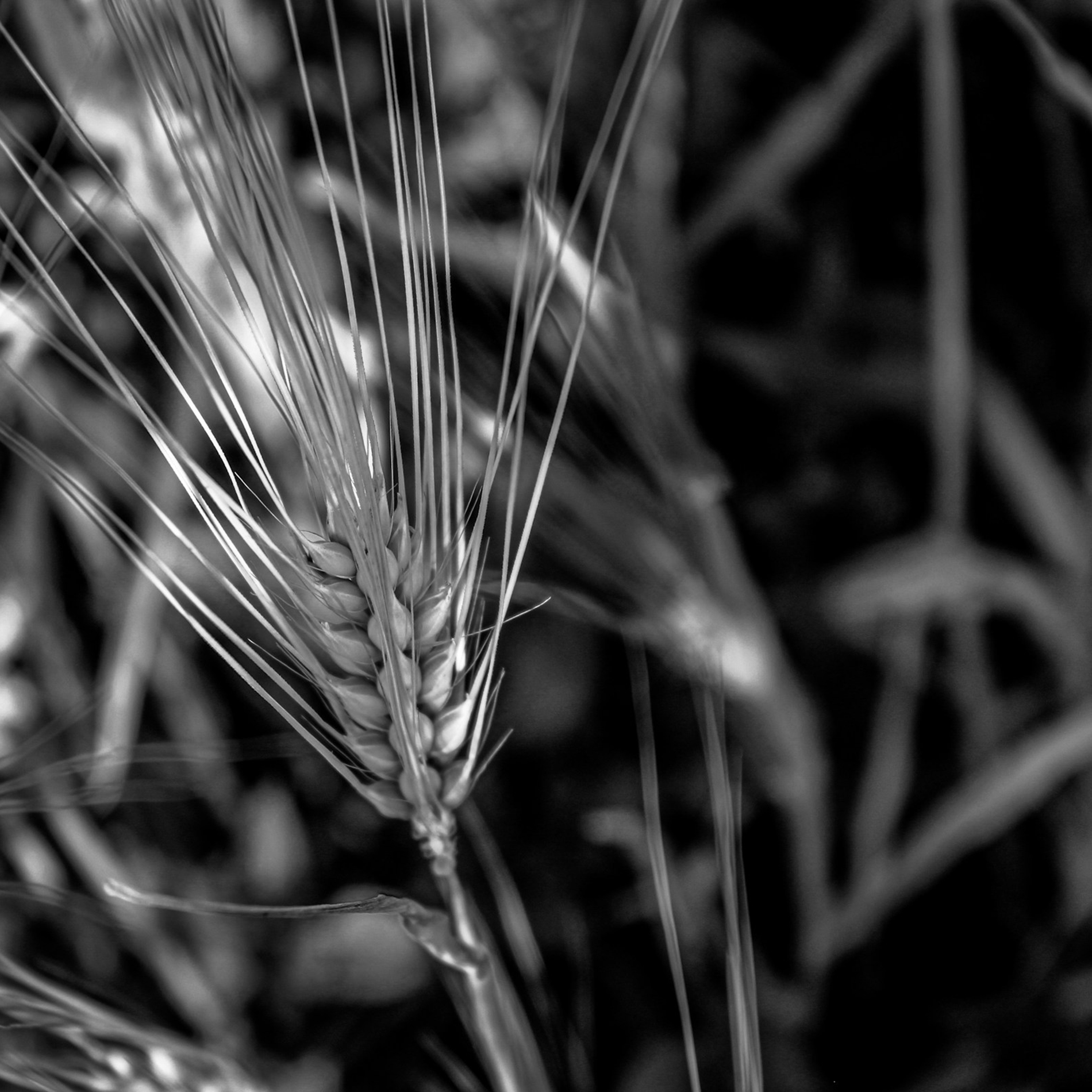 Fourth Sunday in Lent - The Rev. Mary Erickson