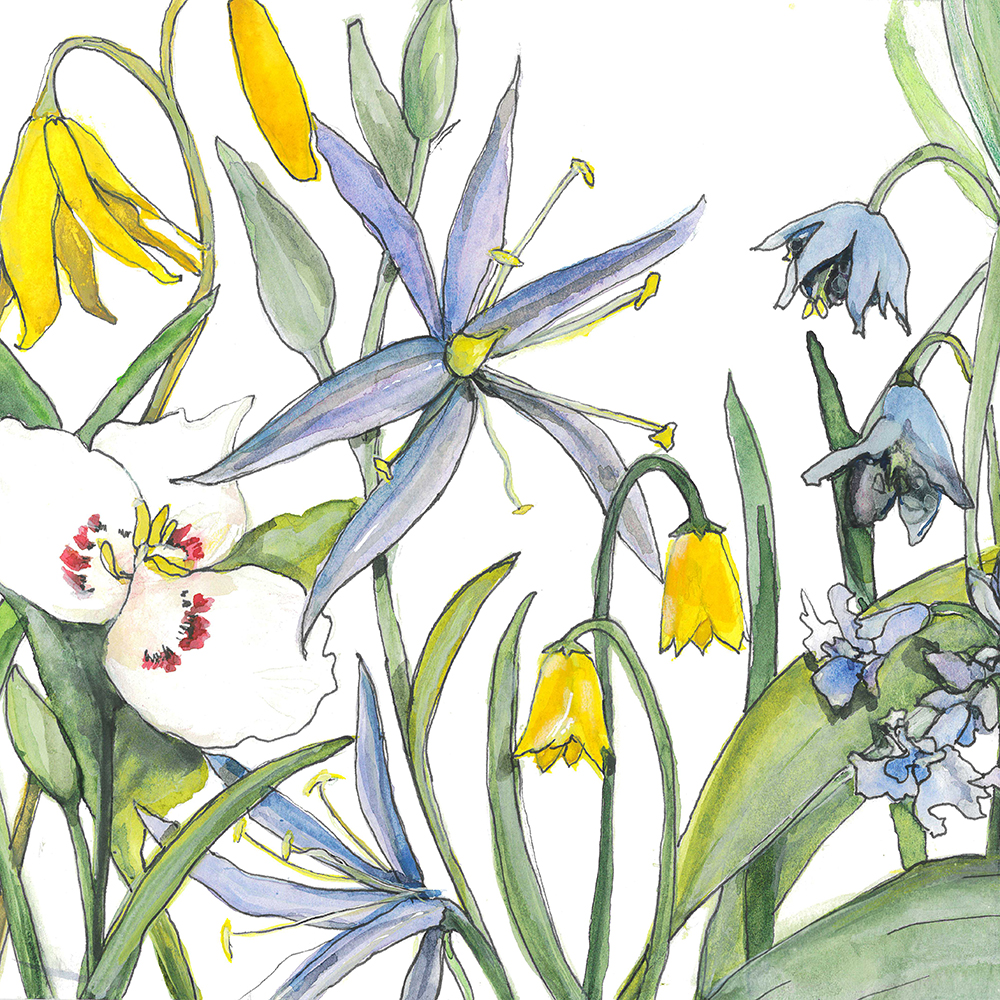 Consider the Lilies - The Rev. Jimmy Bartz