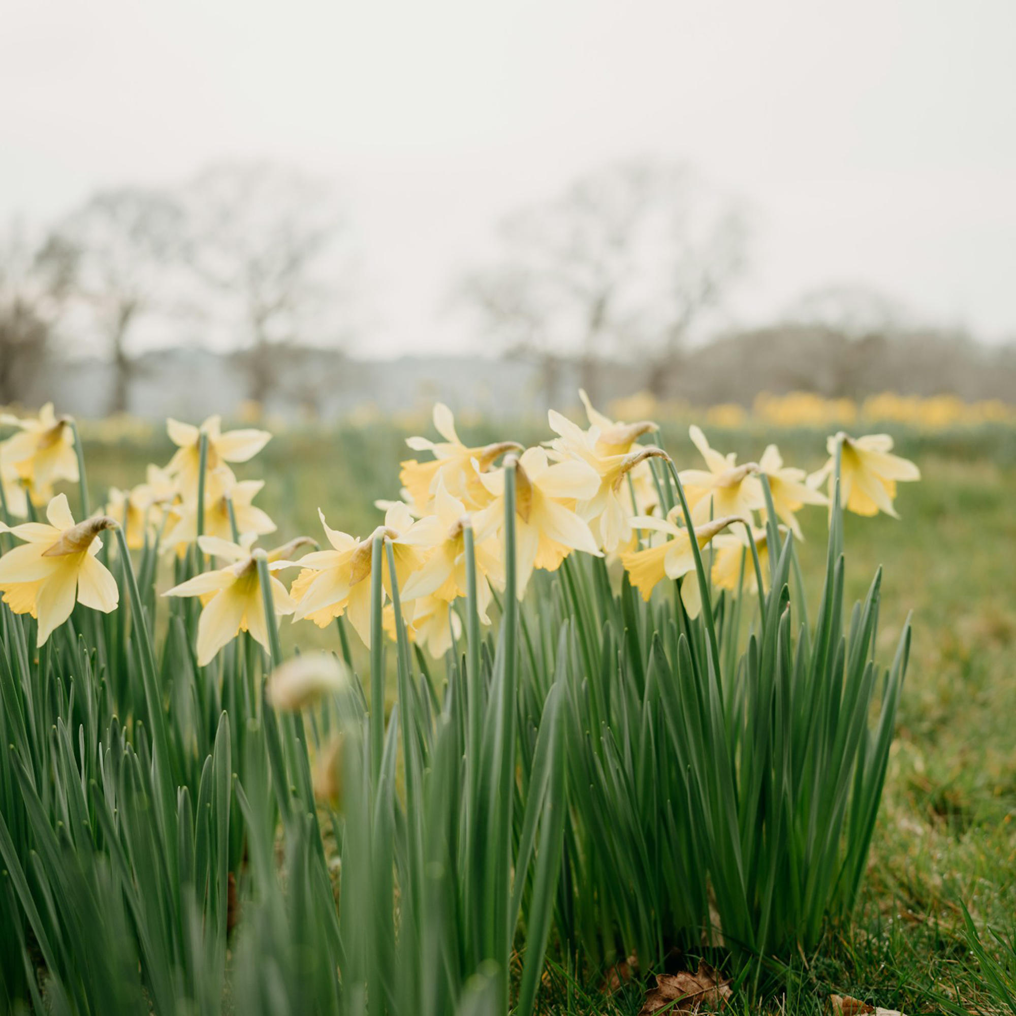 Third Sunday of Easter - The Rev. Brian Nystrom