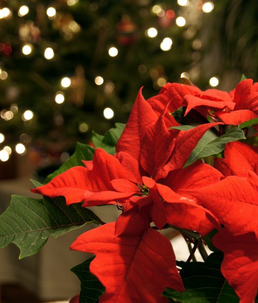 Merry Christmas - The Rev. Jimmy Bartz
