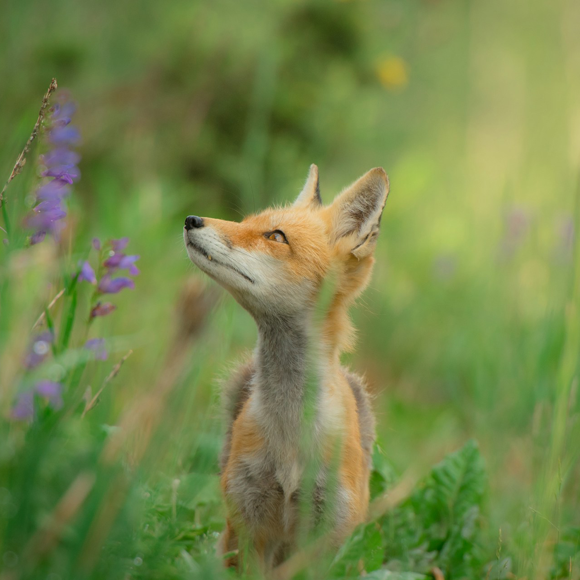 Proper 20 at Chapel of the Transfiguration - The Very Rev. Cynthia Briggs Kittredge