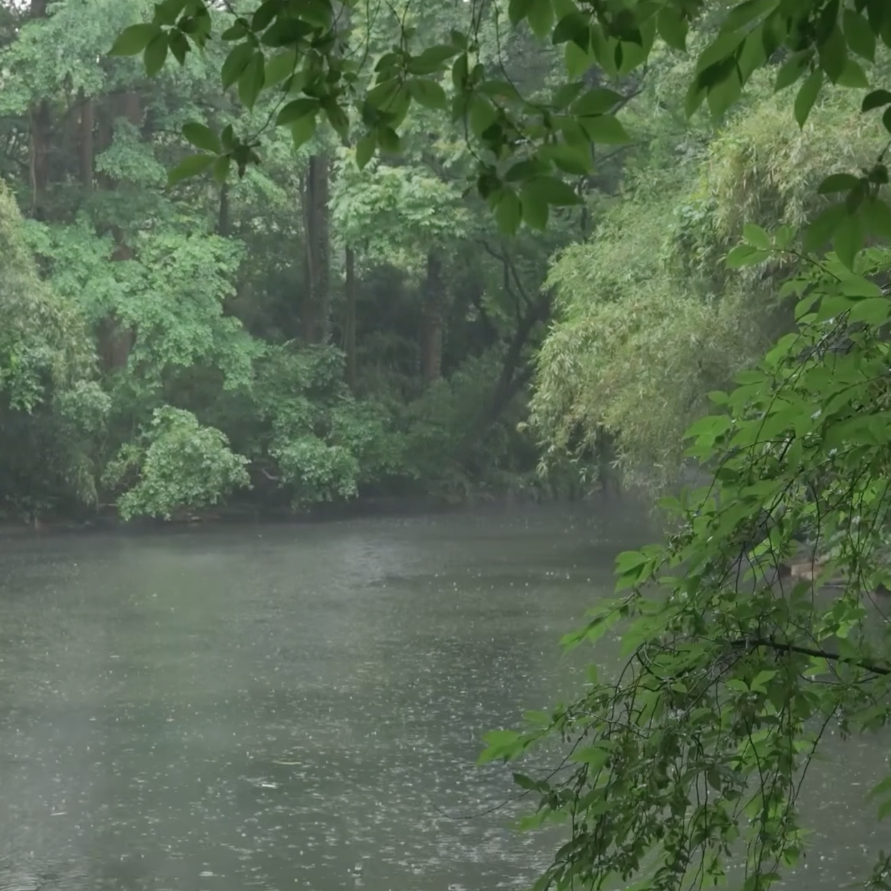 La mejor lluvia para dormir 10 horas · Río en el Bosque 