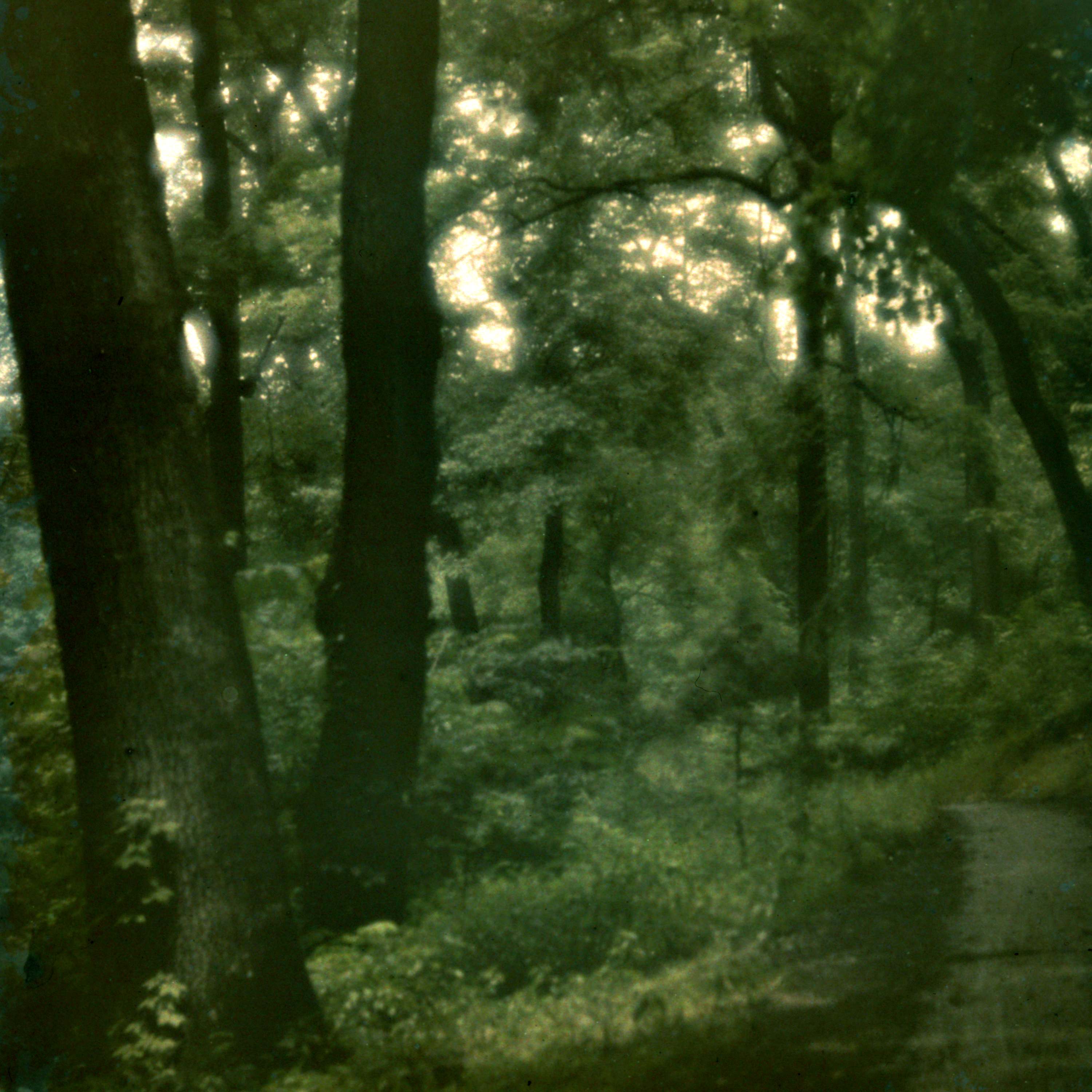 Hipnosis para dormir profundamente ✨ Octubre 2026 • Sottobosco