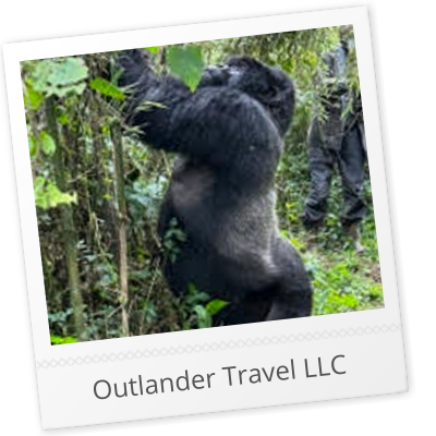 Episode 494: Gorilla Trekking with Leah Iudice