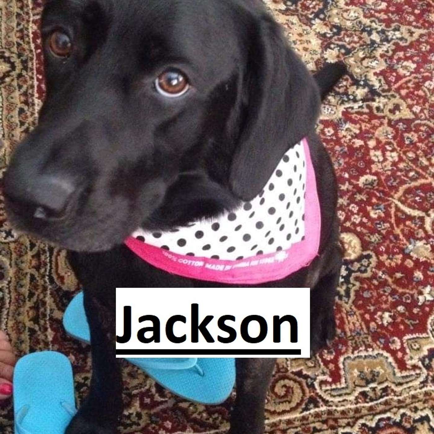 Ep 219- My 12 Year old Dog Passed away. -  We must learn how to move the pieces on the chess board - The controllers want to install order out of Chaos