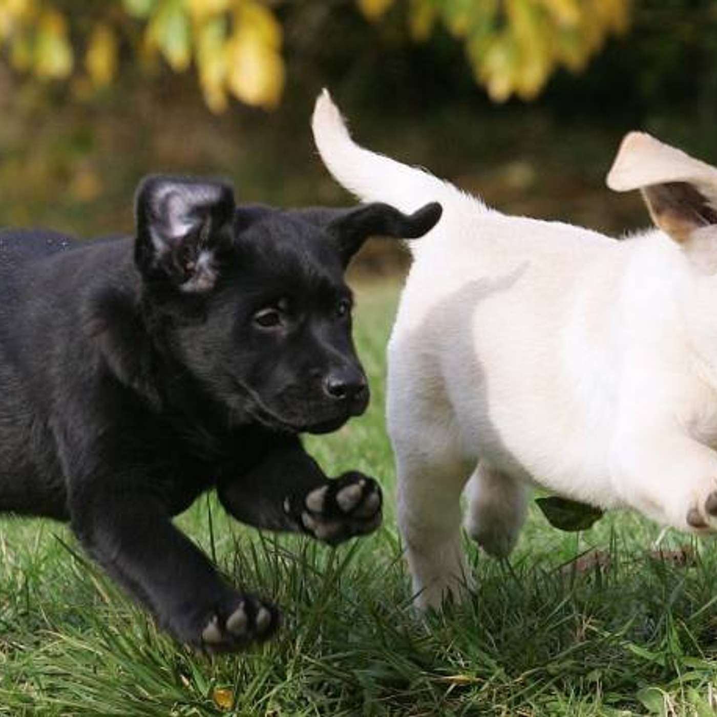 EP 75- Over Doing the Spiritual Life - Need to take a break from your same every Day Routine - Keep your inner child active - take time to Roll in the Mud