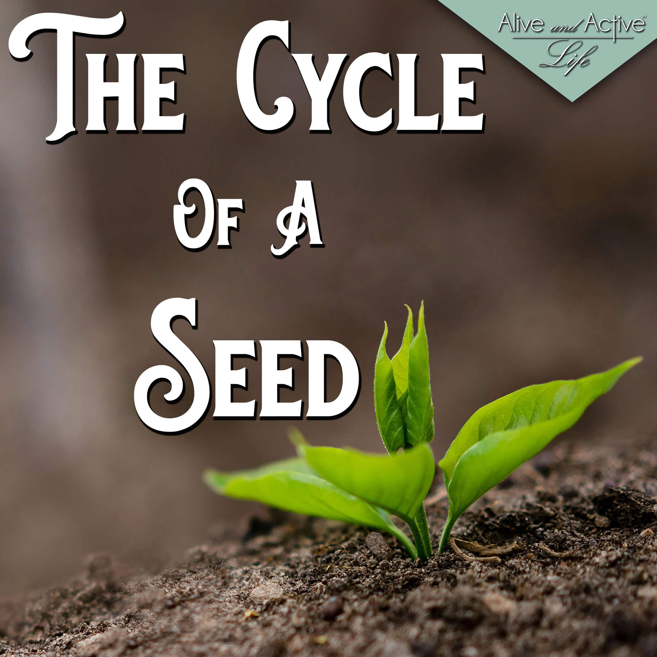 The Cycle Of A Seed
