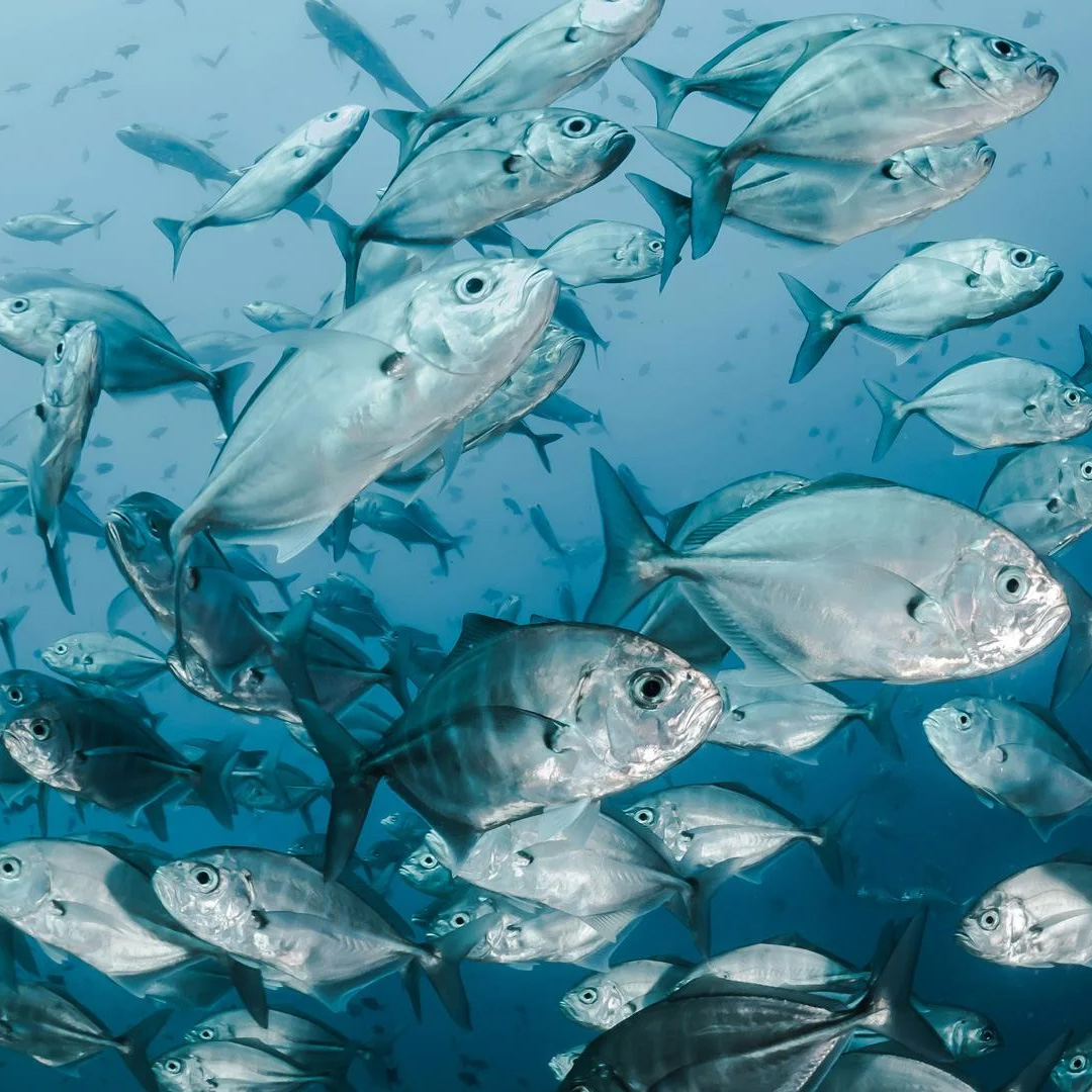 Eat Your Fish and Save Them Too