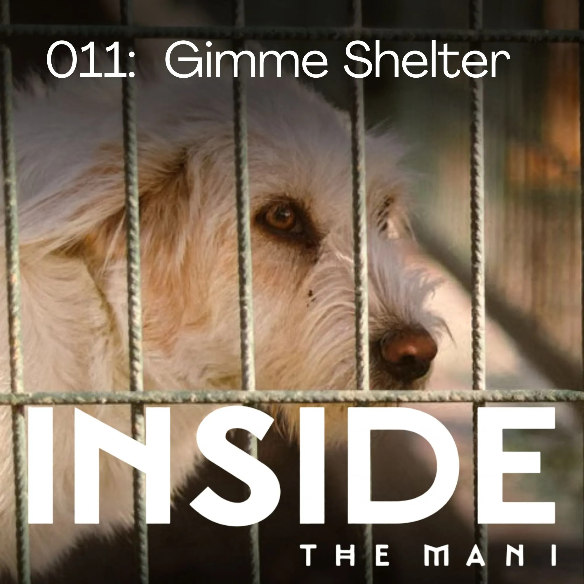 011: Gimme Shelter - with Bee Huskisson