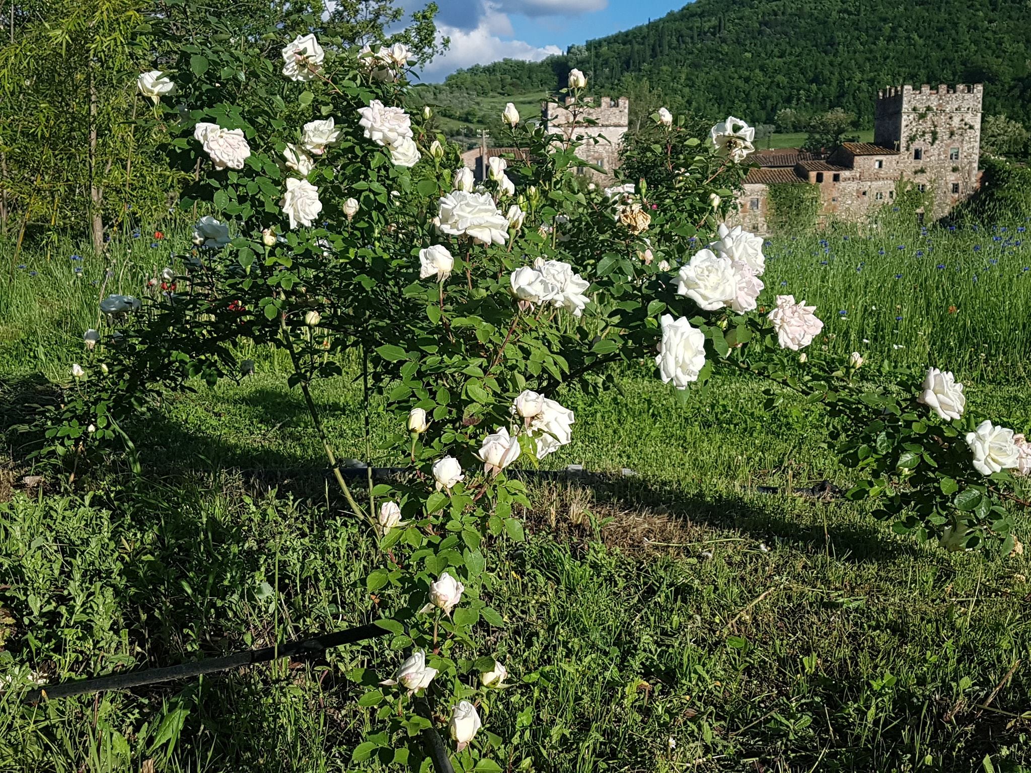 Mondorose – Domenica 12 maggio Vivaio porte aperte. Intervista a Cecilia Lucchesi