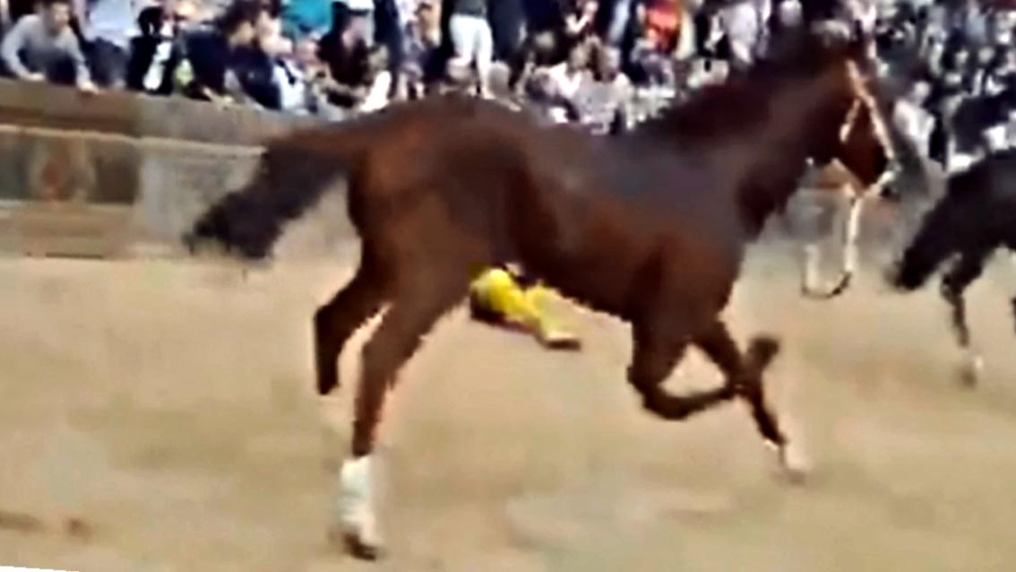 LAV: al Palio di Siena ennesimo cavallo &#8216;ucciso&#8217;