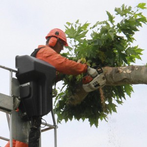 Le alberature a Firenze e quegli errori che andrebbero evitati